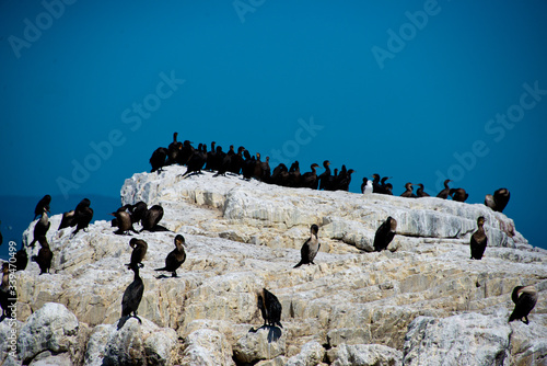 colony of black oystercatcher (haematopus bachmani) in Hermanus, South Africa