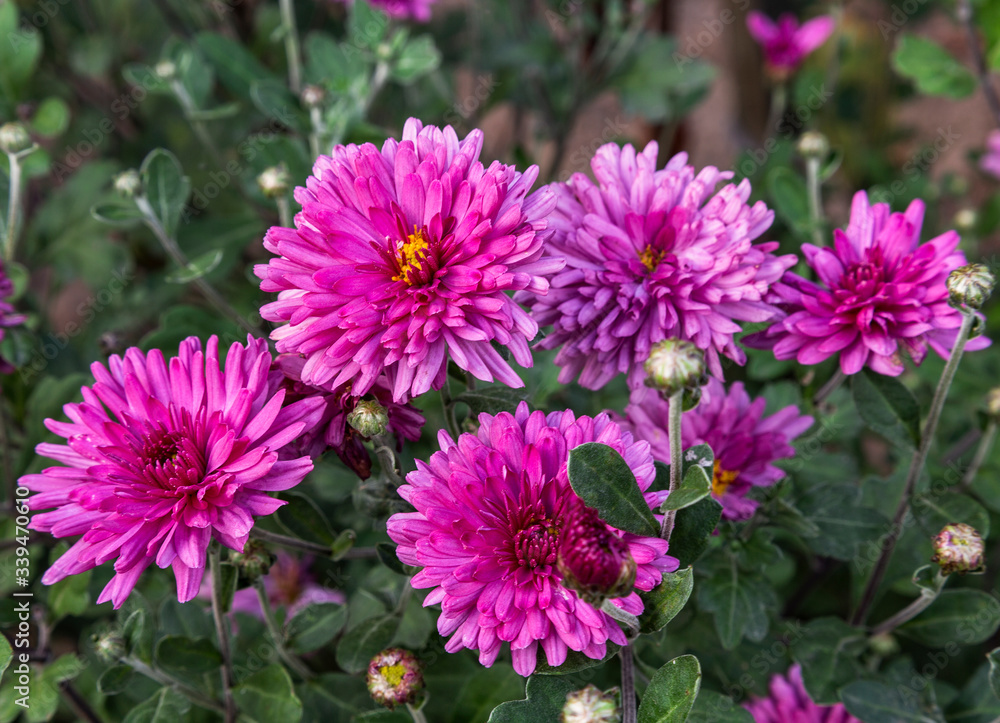 Bush of flowering pink small-flowered chrysanthemums in the summer garden Bush of flowering pink small-flowered chrysanthemums in the summer garden