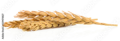 wheat isolated on white background © yingtustocker