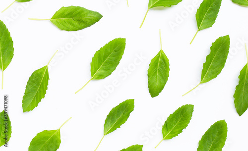 Fresh sweet basil leaves on white background.