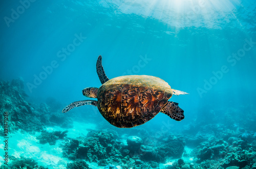 Green turtle swimming in the wild among colorful hard corals © Aaron