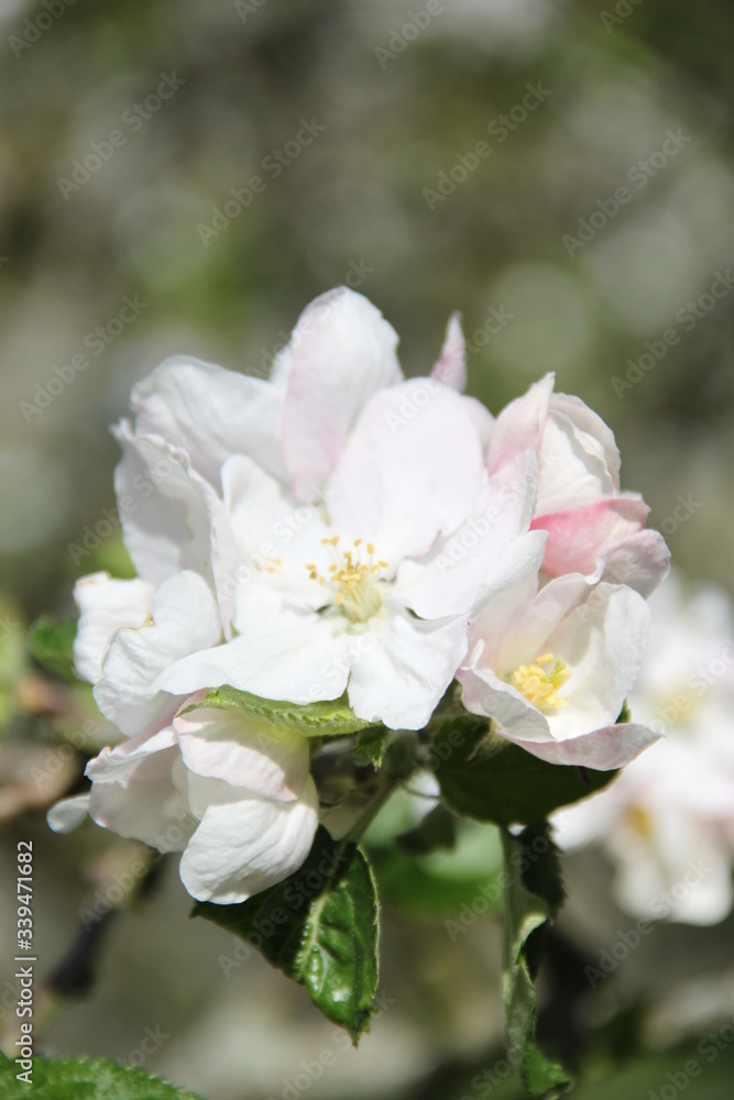 Fototapeta premium White fresh apple tree bud fertile blossom