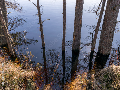 bog landscape with tree trunks in water