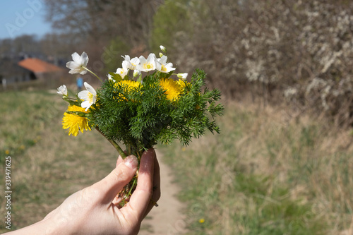 wildflowers in a female hand on a field road