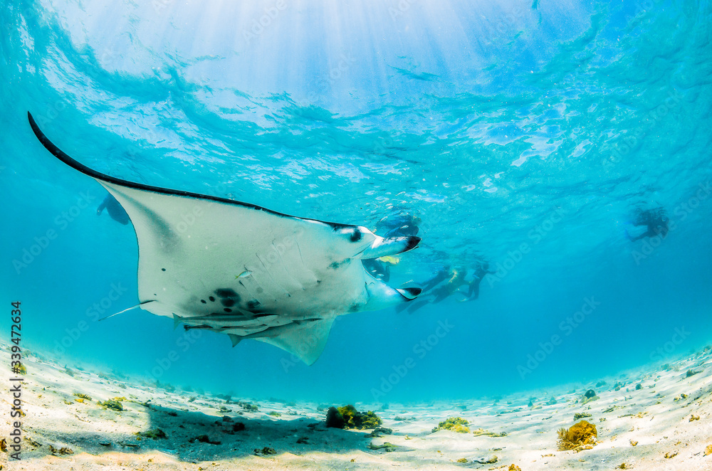 Fototapeta premium Manta ray swimming in the wild in shallow blue water, with snorkelers swimming and observing from the surface