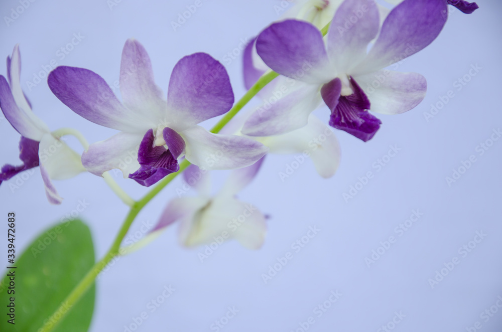 Beautiful flowers of dendrobium orchid Beautiful flowers of dendrobium orchid