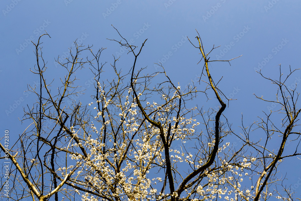 Obraz premium Blooming cherry tree branches with white blossoms interlacing with leafless dark branches of another tree against bright clear blue sky. Spring mood. A spring greeting card with copy space.