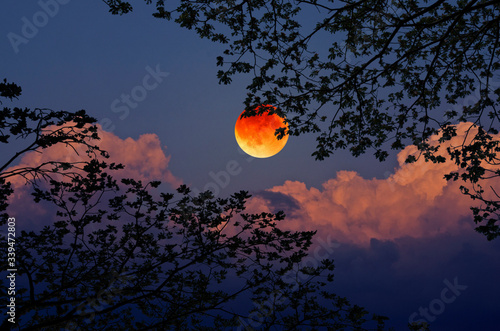 Black branches and leaves with blood moon