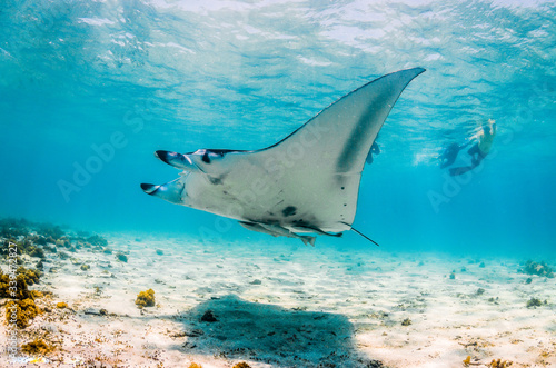 Manta ray swimming in the wild in shallow blue water  with snorkelers swimming and observing from the surface