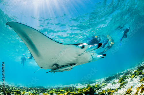 Manta ray swimming in the wild in shallow blue water, with snorkelers swimming and observing from the surface