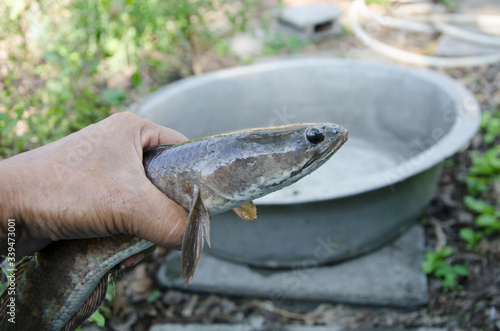 Big snakehead fish in hand close up photo