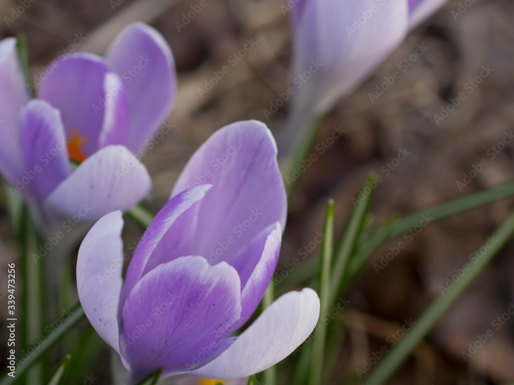 pretty crocus on colorful background. spring flowers. blossom. view of blooming spring flowers growing in wildflife. purple crocus growing pretty crocus on colorful background. spring flowers. blossom. view of blooming spring flowers growing in wildflife. purple crocus growing