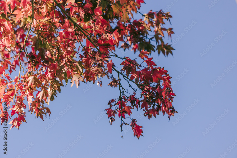 japanese maple tree with beautiful autumn foliage with red leaves japanese maple tree with beautiful autumn foliage with red leaves