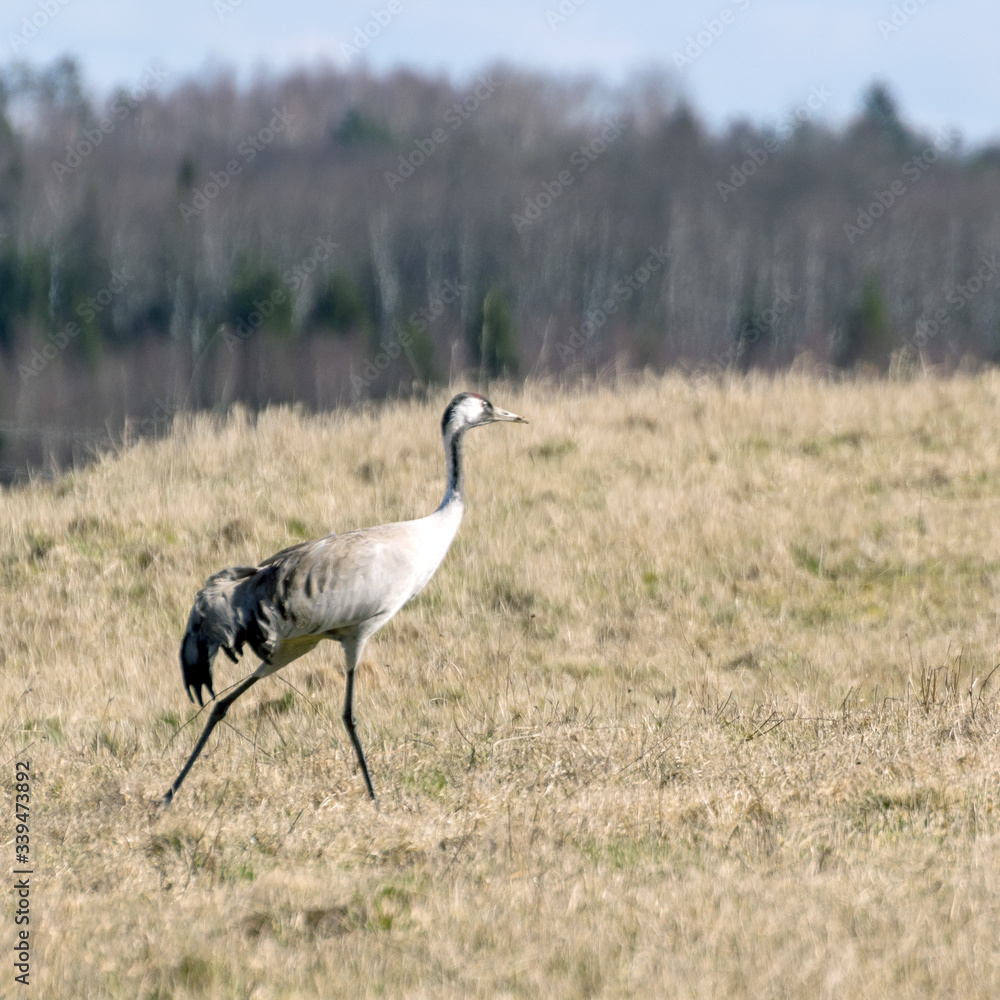 landscape with crane on cereal field in early spring landscape with crane on cereal field in early spring