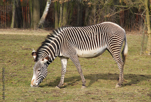 Grevy  s zebra  Equus grevyi  pasturing on the grass