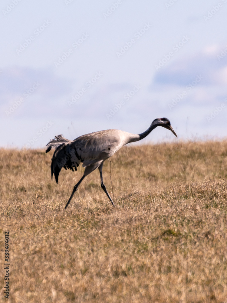 Obraz premium landscape with crane on cereal field in early spring
