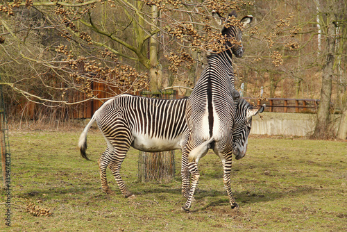 two Grevy  s zebras  Equus grevyi  in the outdoor enclosure in the ZOO  fighting over hierarchy in the herd