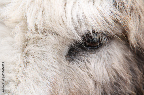 close photo of an eye of a fluffy donkey