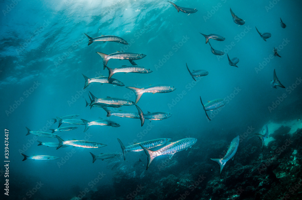 Schools of fish swimming together in deep blue water, with sun rays shining through the surface