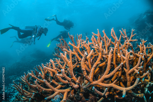 Bilde på lerret Scuba divers swimming over pristine coral formations