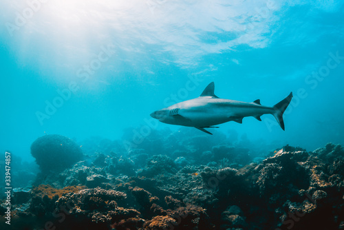 Grey reef shark swimming over coral reef