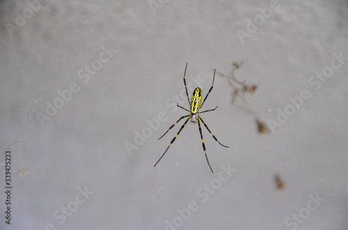 Silk spider with its cobweb