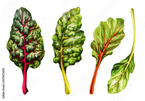 Multicolored Сhard. Hand drawing watercolor on white background. Can be used for postcards, stickers, encyclopedias, menus, seed packaging. Style design for the label, cover, prints.