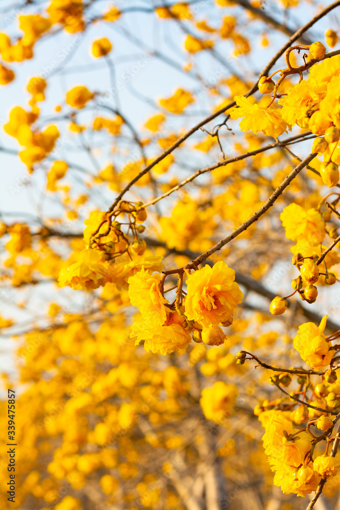 Yellow Cochlospermum regium flowers blooming in the garden on nature background at Chiang Rai thailand. Yellow Cochlospermum regium flowers blooming in the garden on nature background at Chiang Rai thailand.