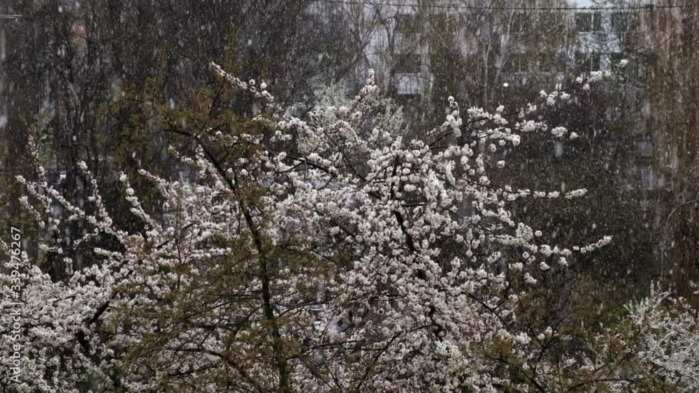Snow in the spring. Flying snow on the background of flowering plants. Slow motion. Snow in the spring. Flying snow on the background of flowering plants. Slow motion.