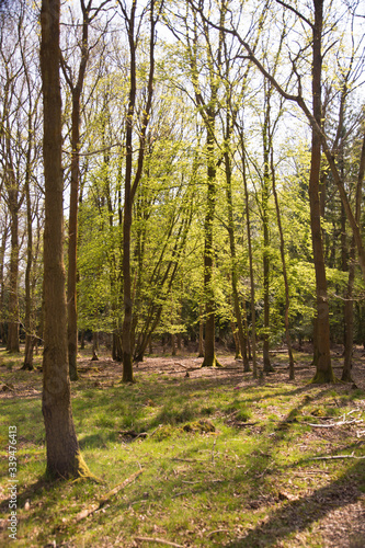 Spring Woodlands