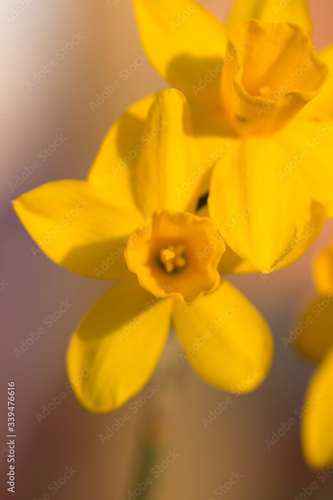 Obraz premium Daffodil