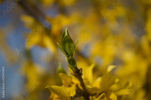 rozwijające się młode listki na tle żółtych kwiatów krzewu forsycji photo