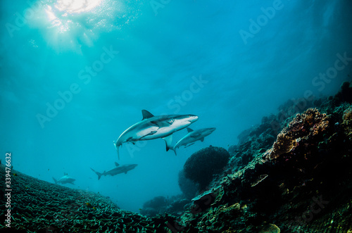 Grey reef sharks swimming together around coral reef
