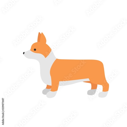 Cute Dog Welsh Corgi. Funny corgi vector illustration. Portrait of a dog isolated on white background