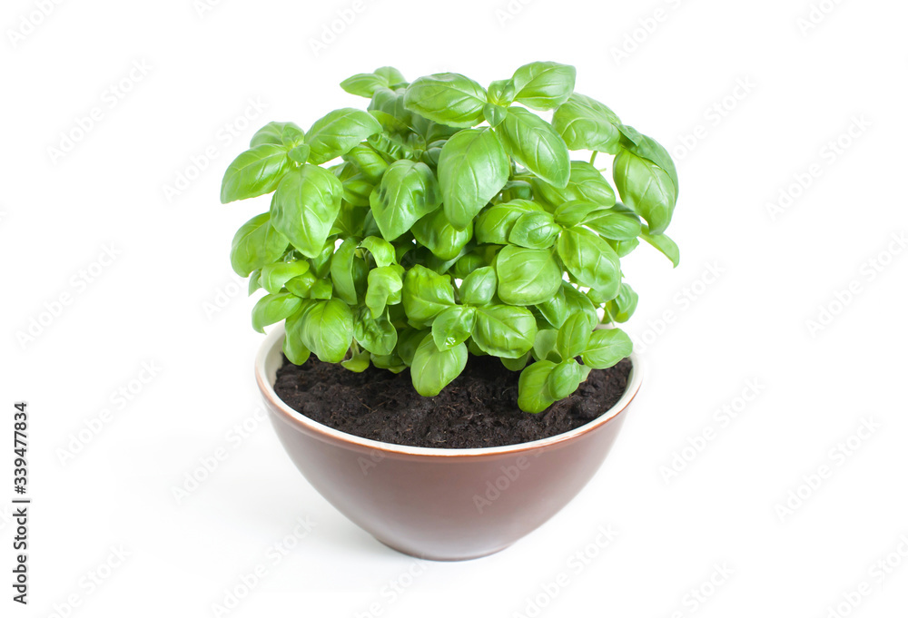 Fresh green basil grows in a brown bowl. Isolated on white background