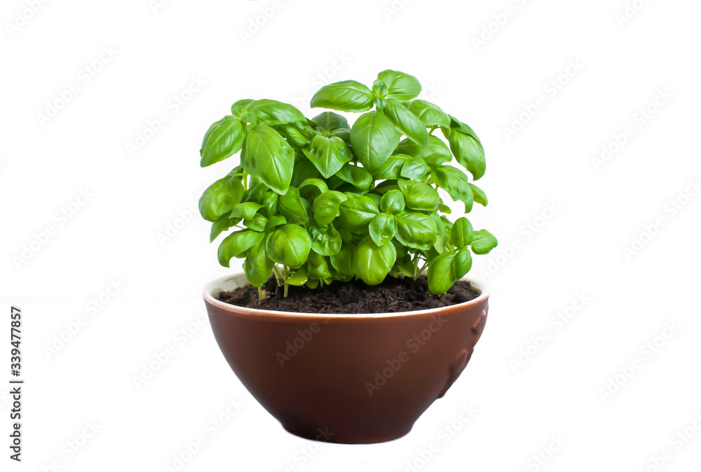 Fresh green basil grows in a brown bowl. Isolated on white background Fresh green basil grows in a brown bowl. Isolated on white background