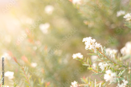 white flowers in a field on a beautiful nature background.Happy new day concept: