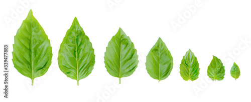 Set of fresh green basil leaves of different sizes. Isolated on a white background
