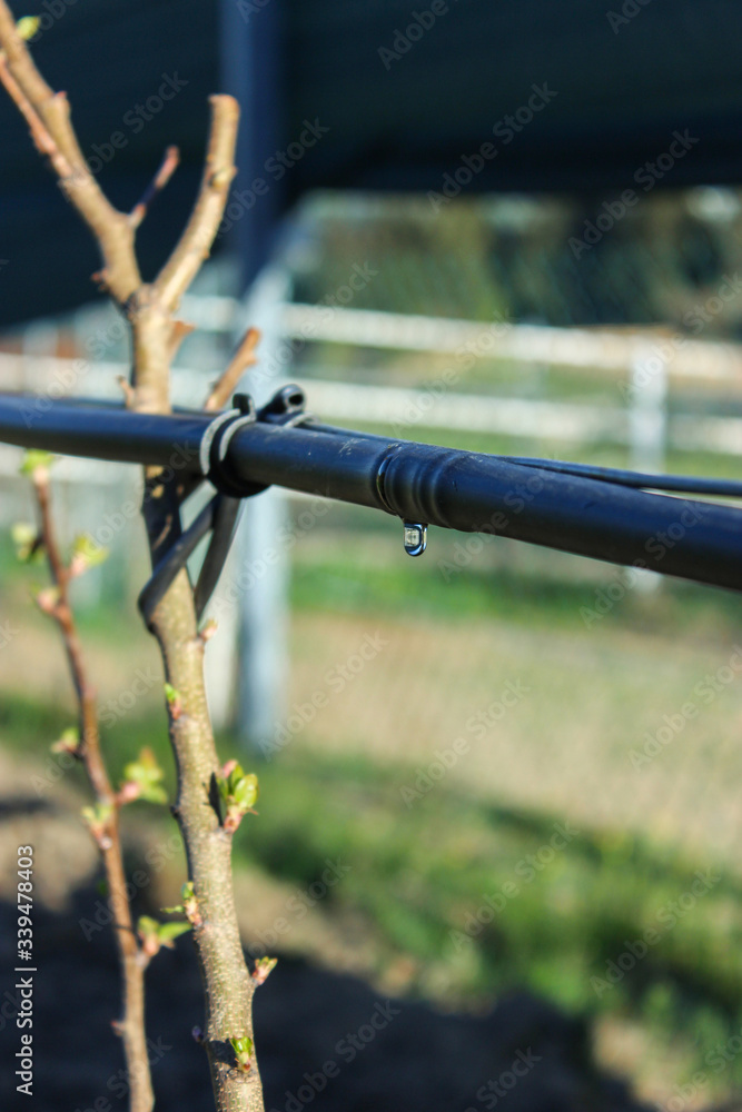 Fototapeta premium Bewässerung von Jungpflanzen, Tröpfchenberegnung
