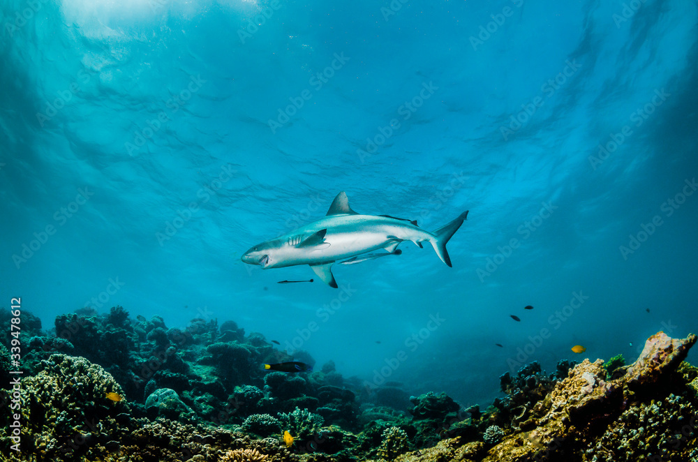 Grey reef shark swimming over coral reef Grey reef shark swimming over coral reef