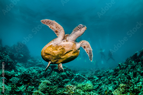 Green sea turtle swimming around colorful coral reef formations in the wild