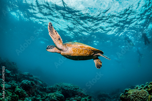 Green sea turtle swimming around colorful coral reef formations in the wild © Aaron