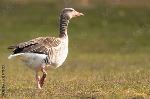 Image of white and brown goose walking on the grass