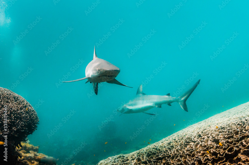 Fototapeta premium Grey reef shark swimming over coral reef