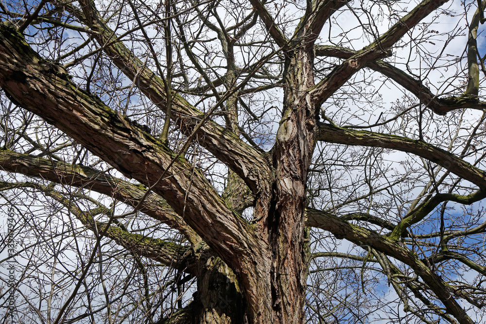 Kahler Baum mit Ästen im Winter Kahler Baum mit Ästen im Winter