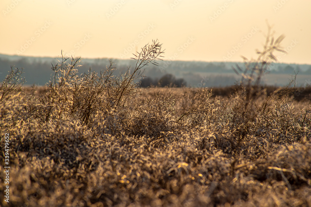 dry grass in a field at sunset dry grass in a field at sunset