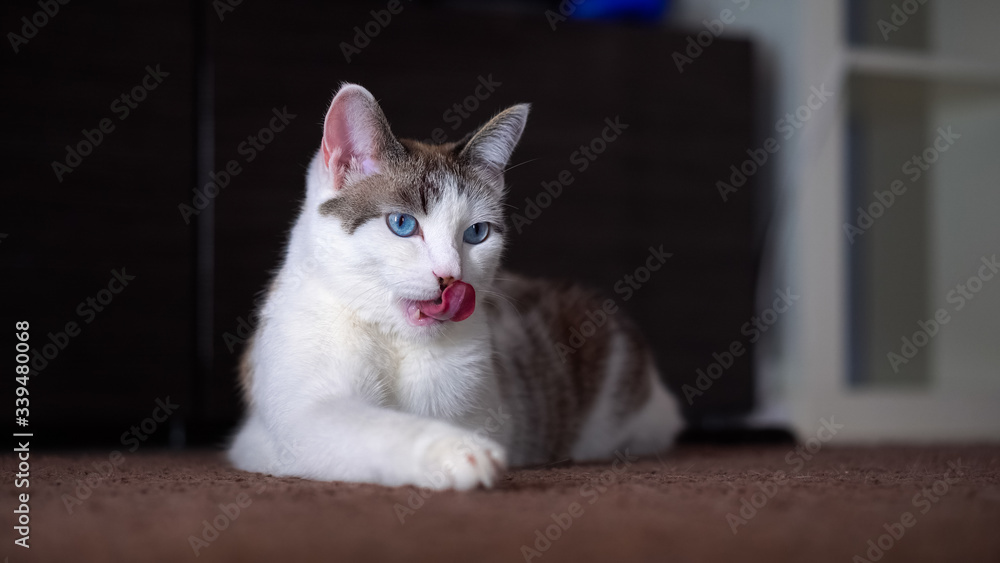 An adult beautiful blue-eyed cream cat licks its fur with its pink tongue. A clean cat shows a rough tongue.