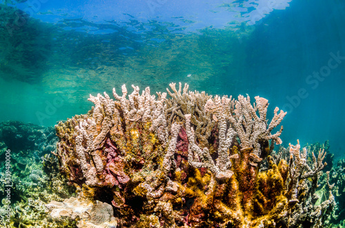 Colorful coral reef formations in clear blue water