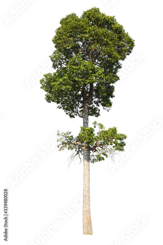 isolated tree on white background