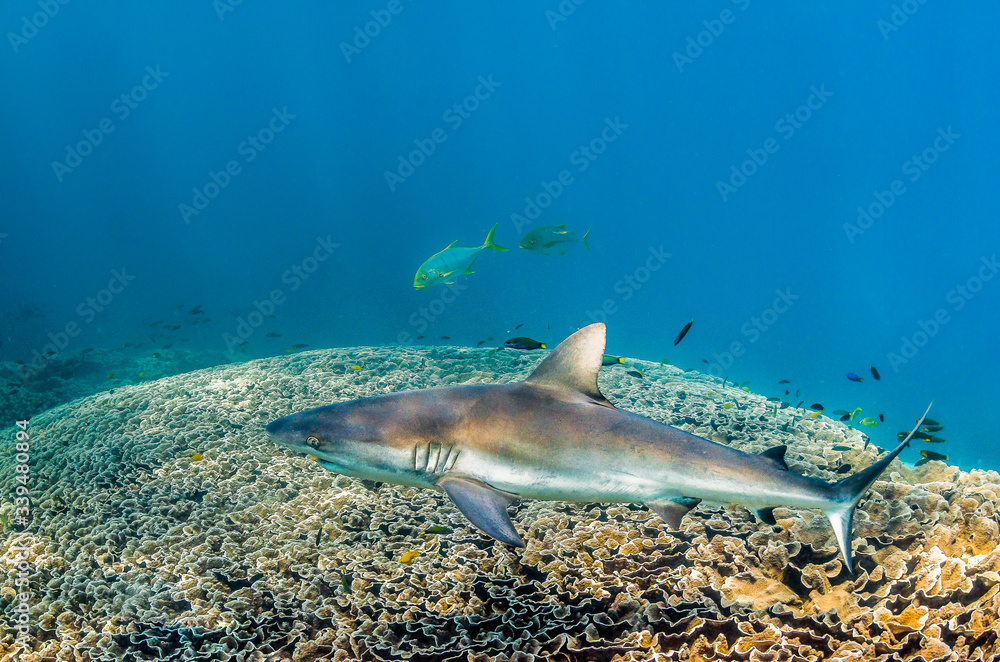 Fototapeta premium Grey reef shark swimming over coral reef cleaning station with its mouth open